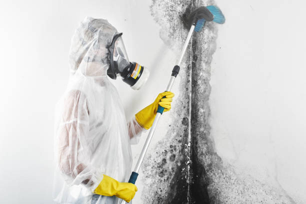 Best Forensic Mold Investigation  in Round Lake Park, IL