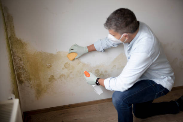 Best Water Damage & Mold Remediation  in Round Lake Park, IL
