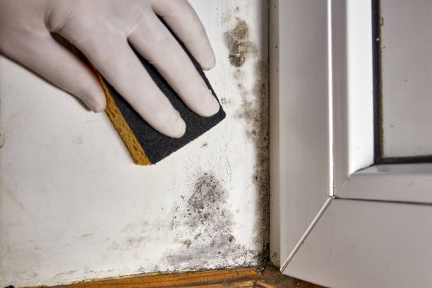 Best Commercial Mold Inspection  in Round Lake Park, IL