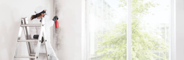 Best Attic Mold Removal  in Round Lake Park, IL
